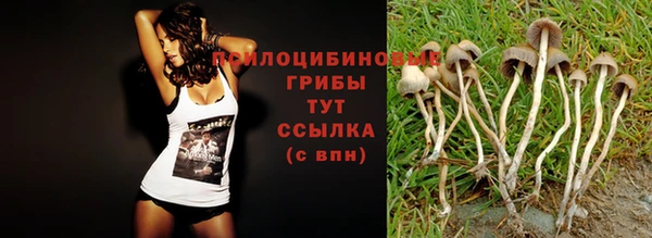 spice Аркадак